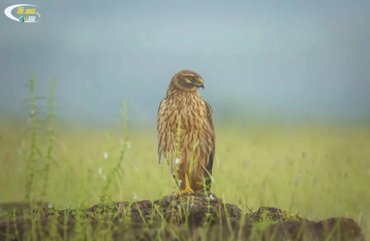 File:Pallid harrier female (Circus macrourus).jpg