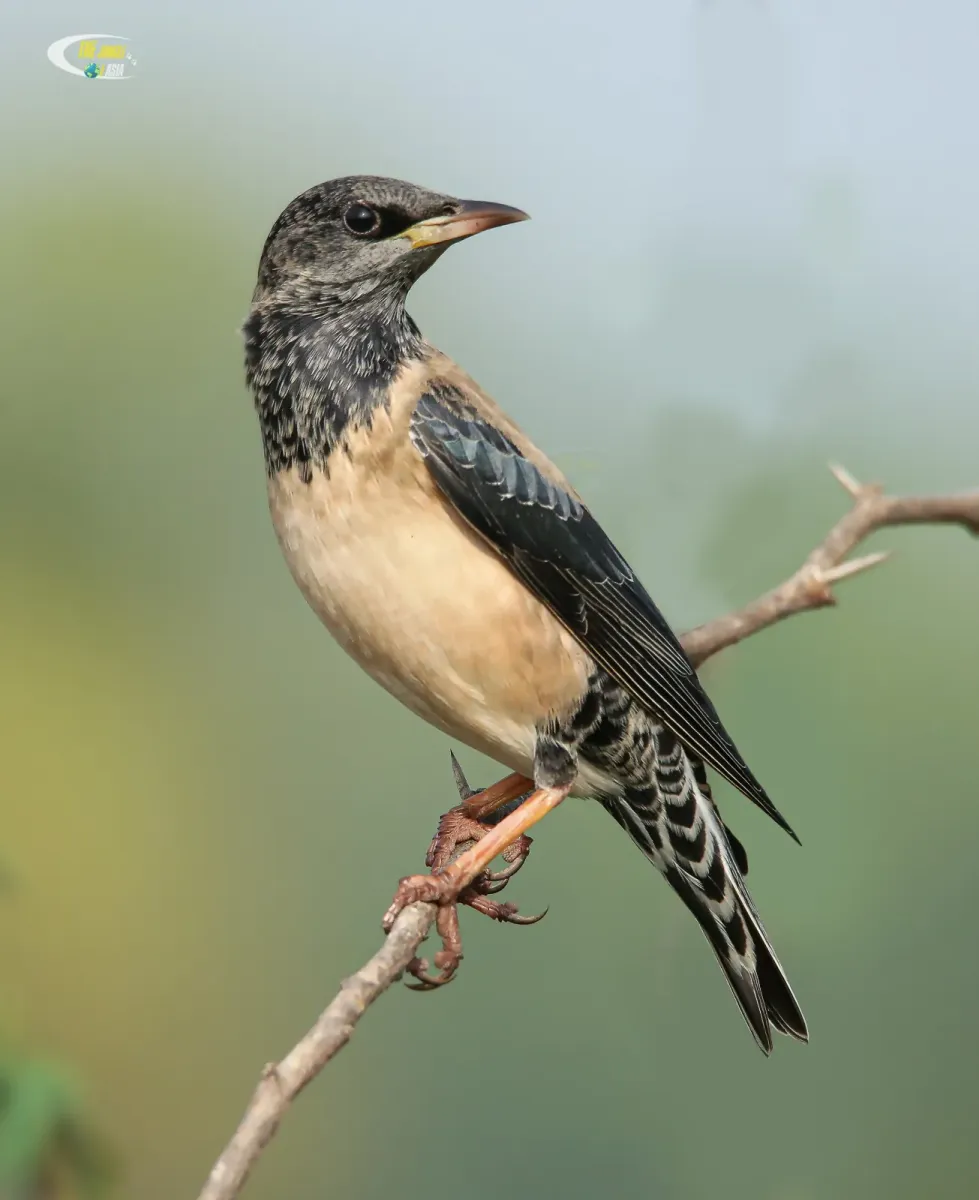 File:Rosy starling (Pastor roseus).jpg