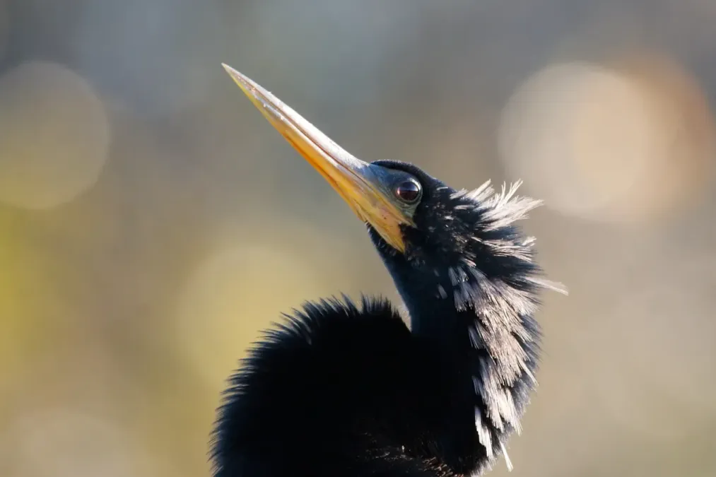 File:Anhinga portrait 0446.jpg