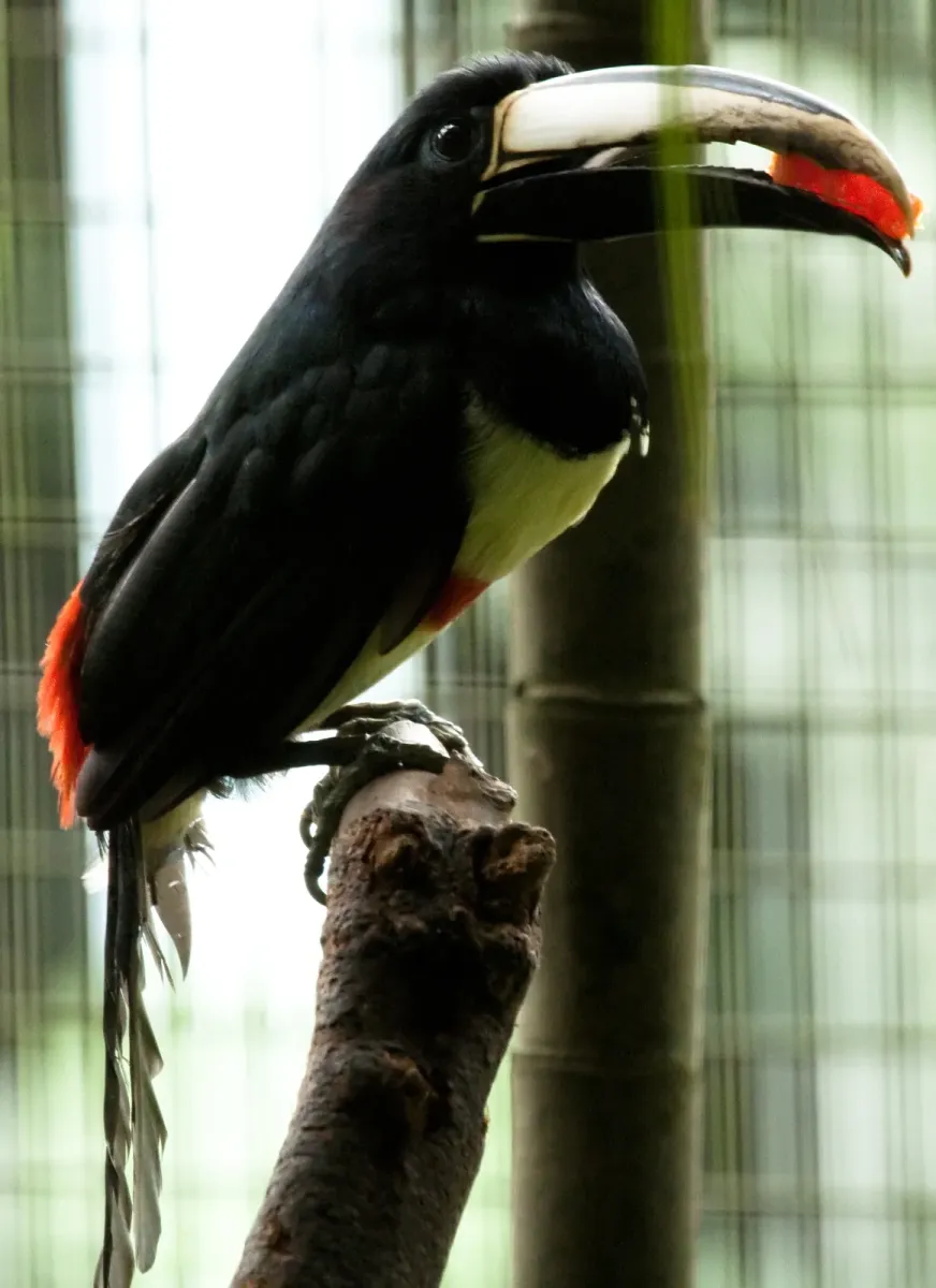 File:Pteroglossus aracari -Jurong Bird Park, Singapore-8a.jpg