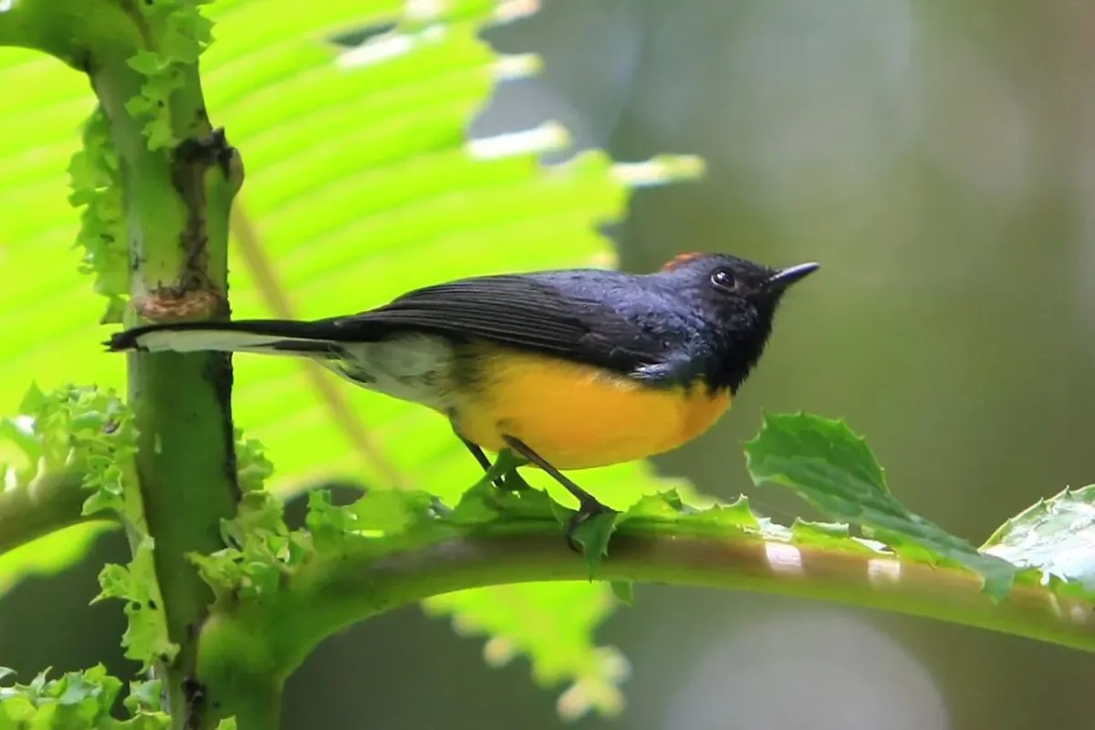 File:Myioborus miniatus -Costa Rica-8.jpg