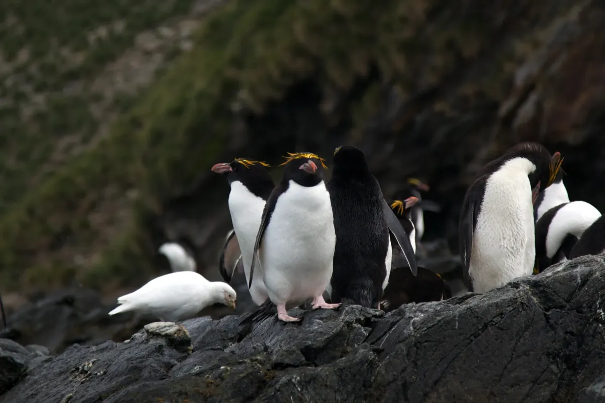File:Macaroni penguins (Eudyptes chrysolophus) IMG 1091.jpg