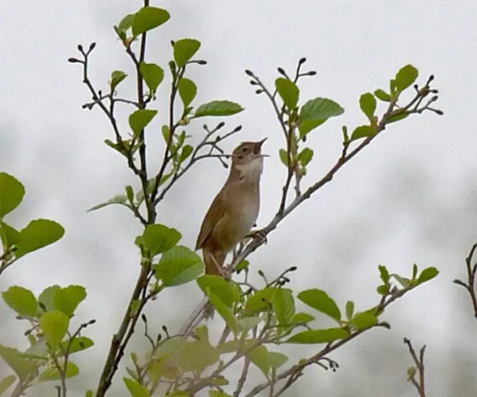File:Locustella luscinioides Martien Brand.jpg