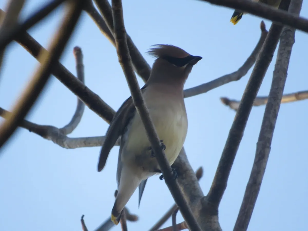 File:Bombycilla cedrorum 106609253.jpg