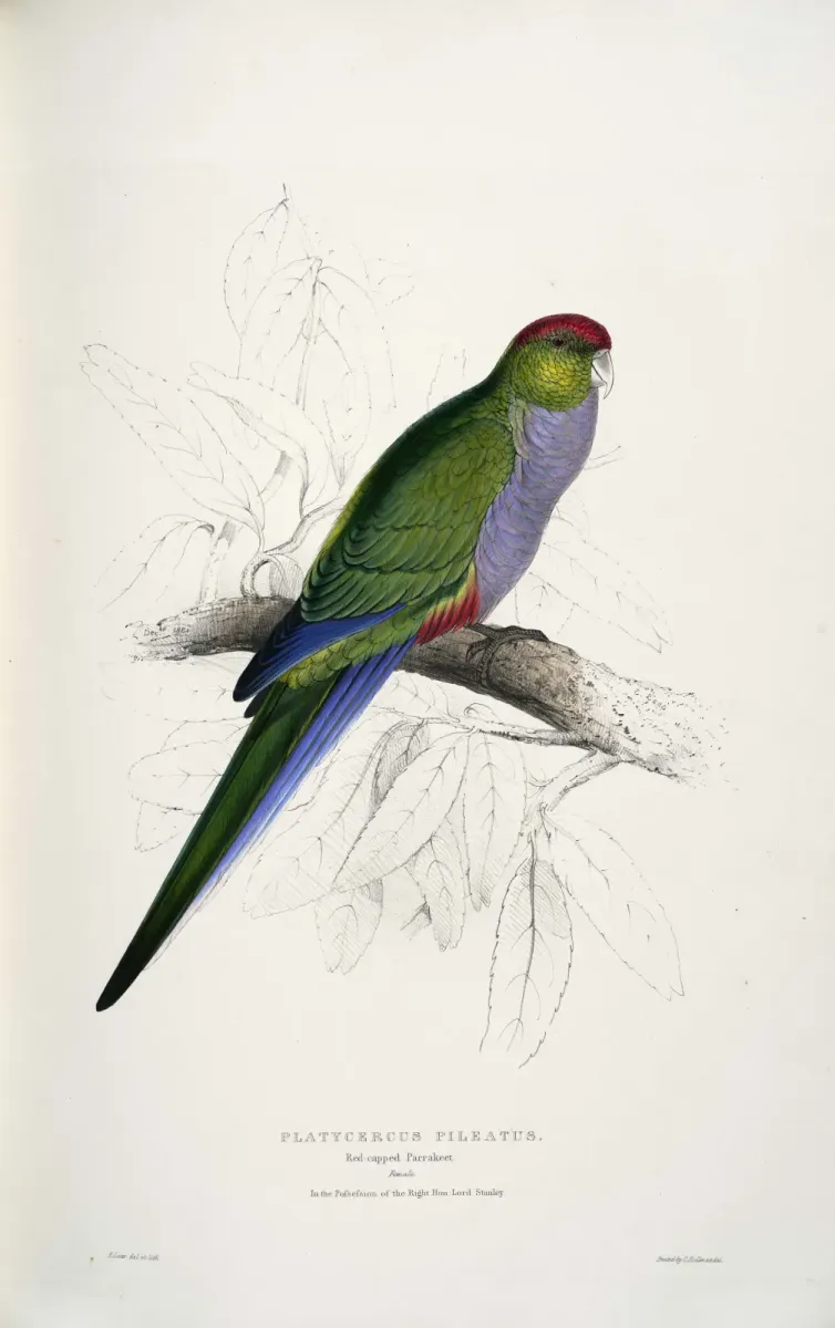 File:Purpureicephalus spurius -Platycercus pileatus Red-capped Parrakeet -by Edward Lear 1812-1888.jpg