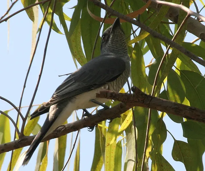File:Large Cuckooshrike (Coracina macei) W IMG 4393.jpg
