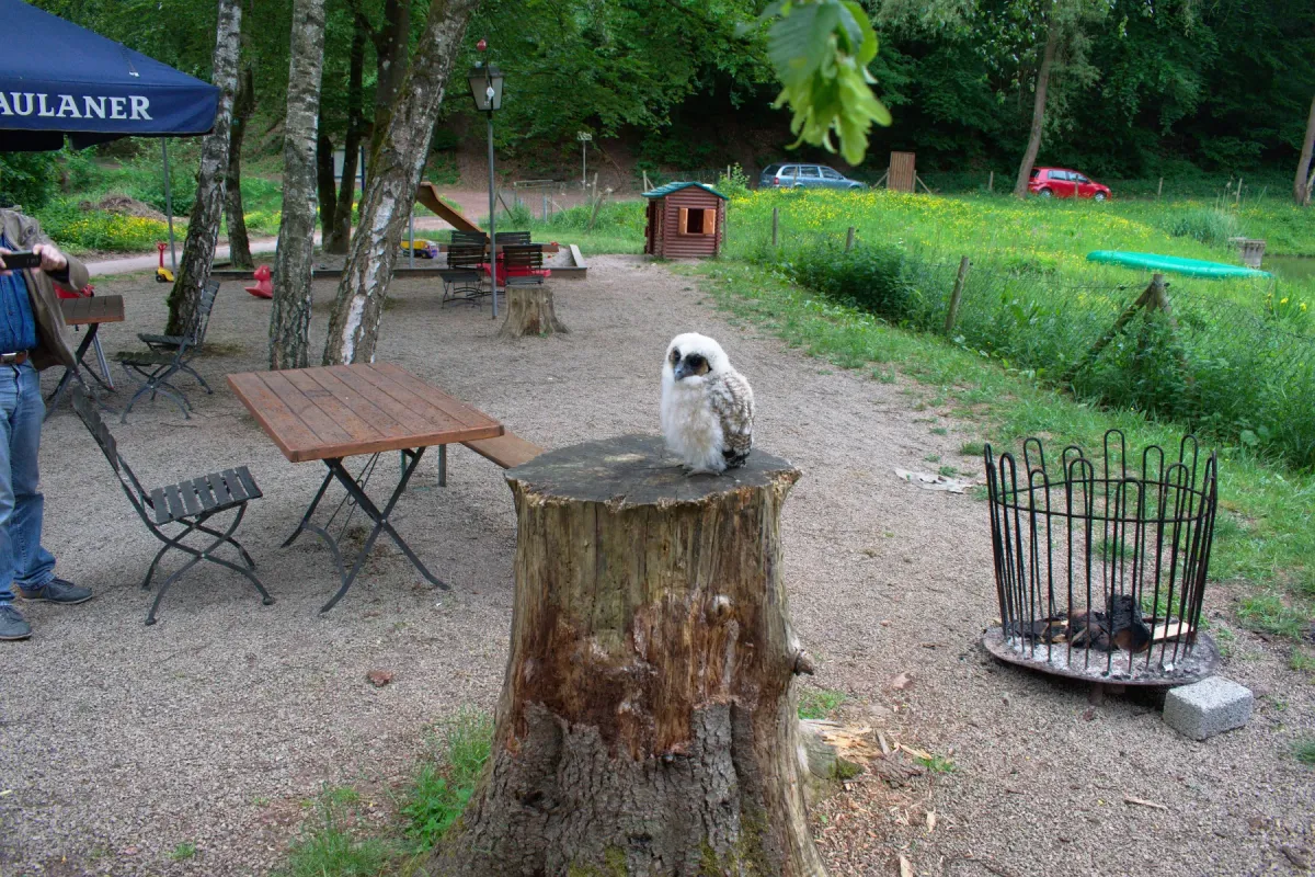 File:20180520 Strix leptogrammica 01.jpg