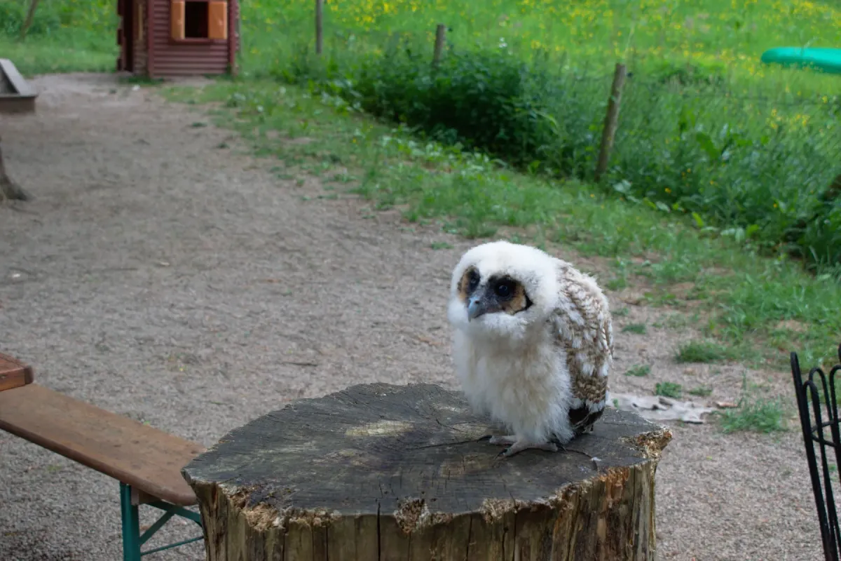 File:20180520 Strix leptogrammica 02.jpg