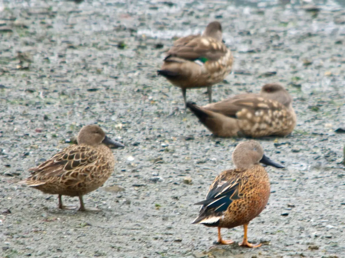File:Spatula platalea & Lophonetta specularioides, southern Argentina 0239.jpg