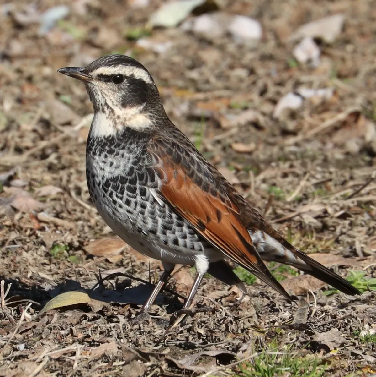 File:Turdus eunomus s3.jpg