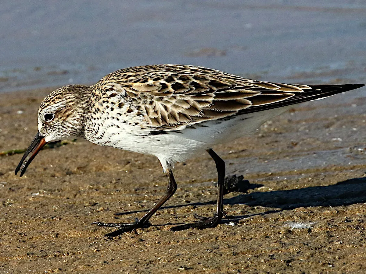 File:Calidris fuscicollis-foraging.jpg