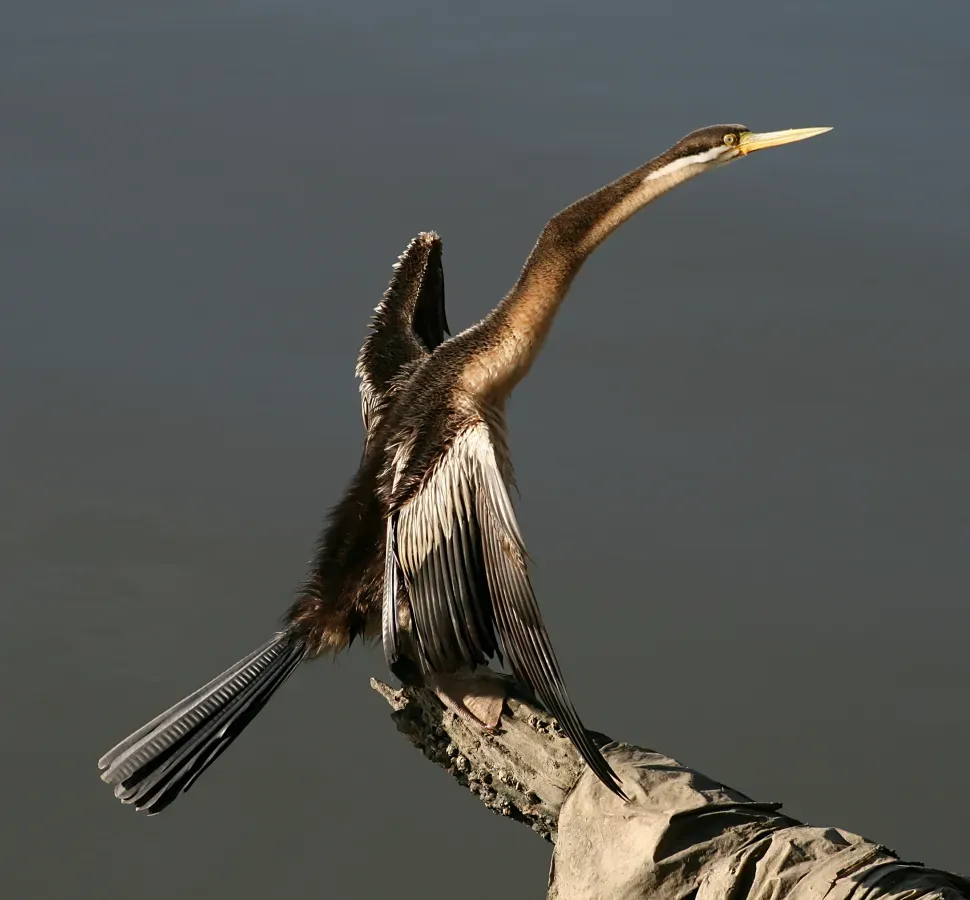 File:Anhinga novaehollandiae extended.jpg