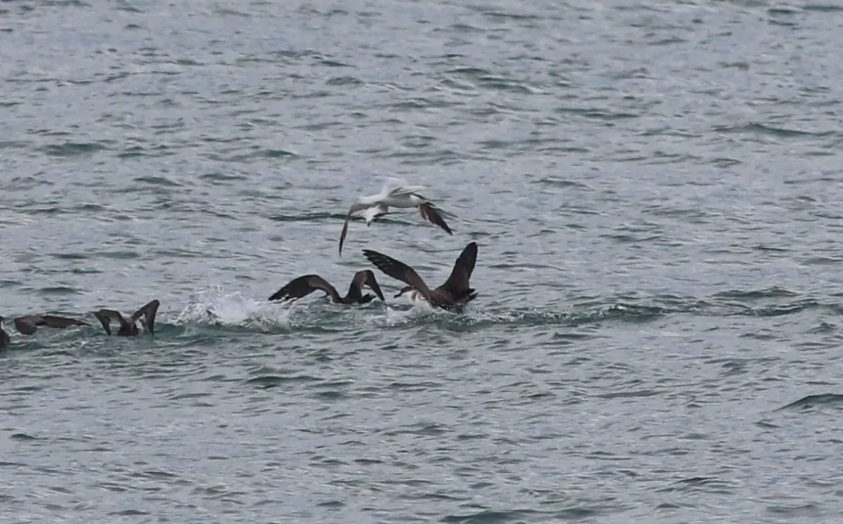 File:Ardenna gravis (Great Shearwaters) & Thalasseus acuflavidus (Cabot's Tern), off Cape Canaveral, Florida 80.jpg