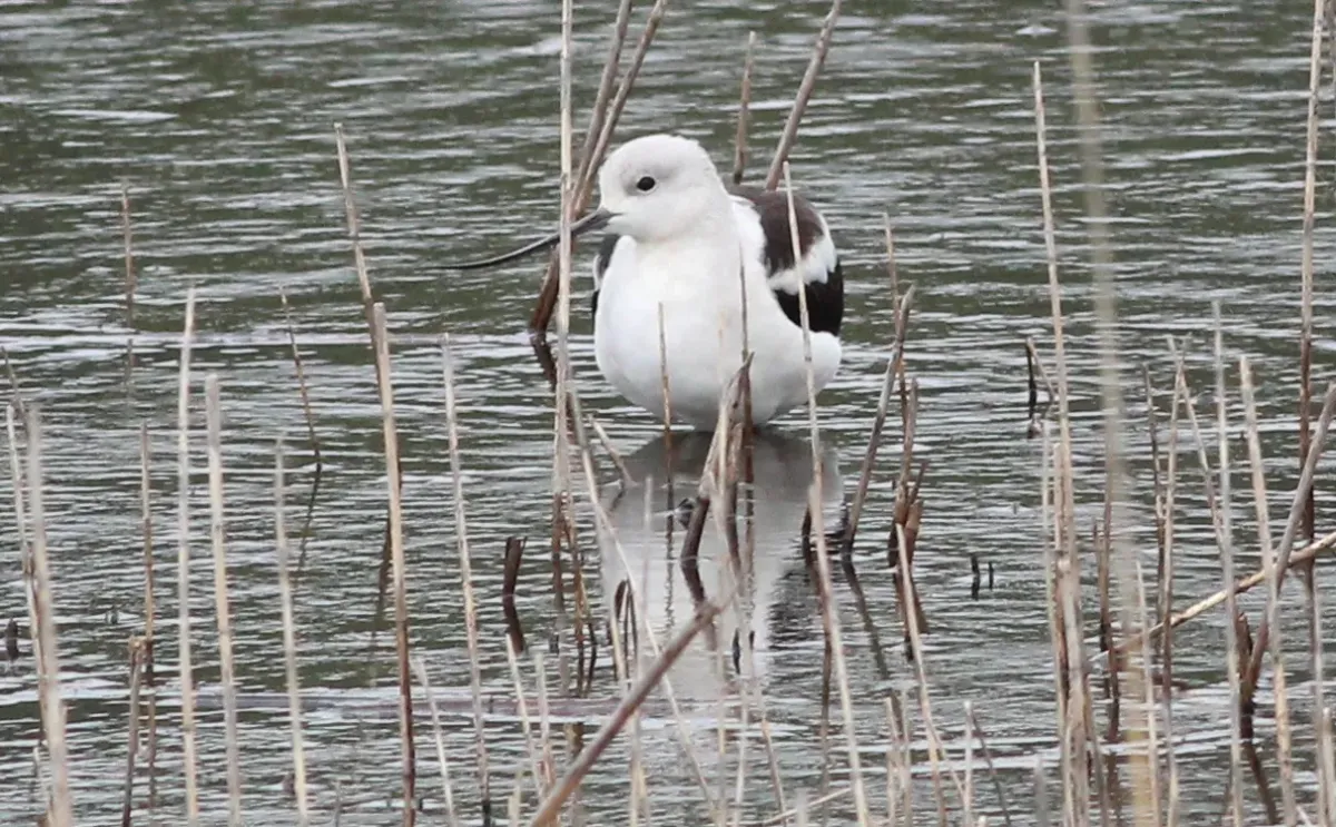 File:Recurvirostra americana (American Avocet) 37.jpg