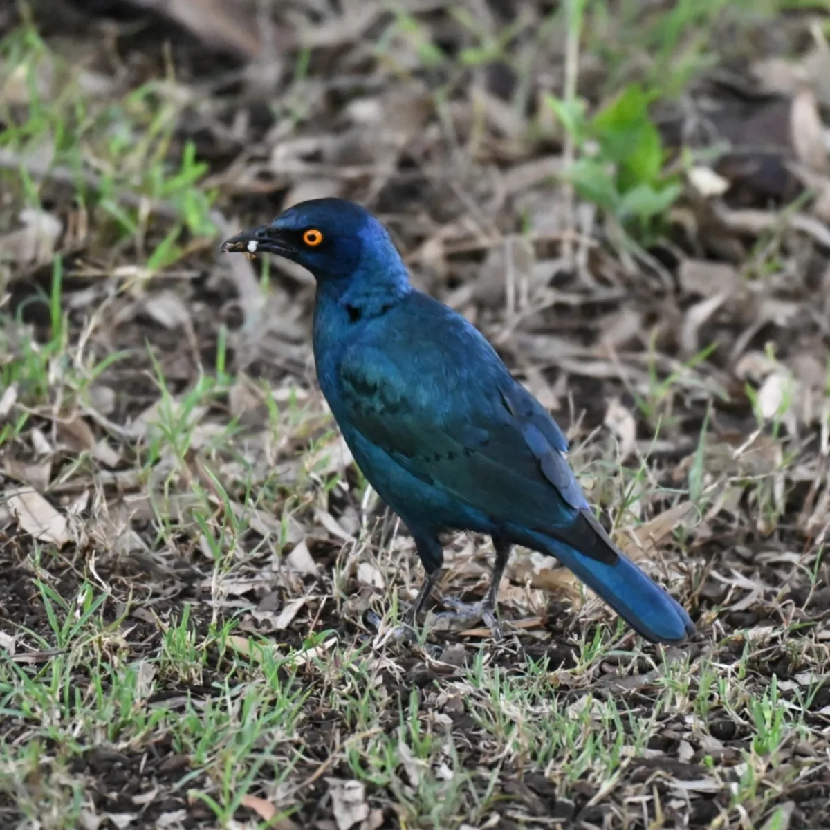 Spotted Cape Starling
