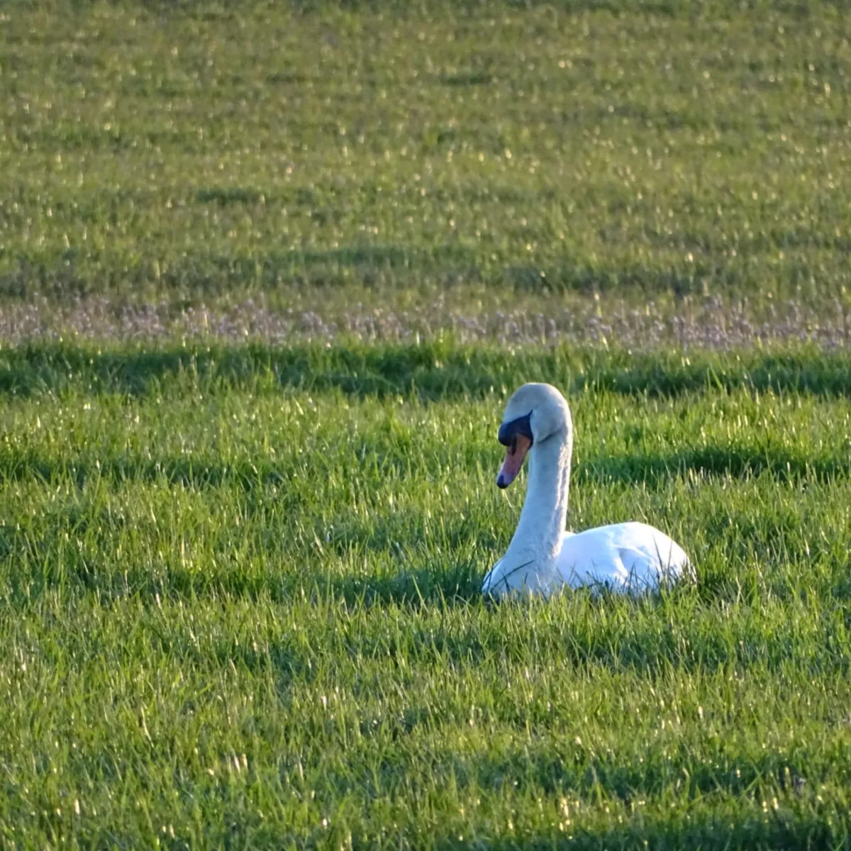 Gespotte Knobbelzwaan
