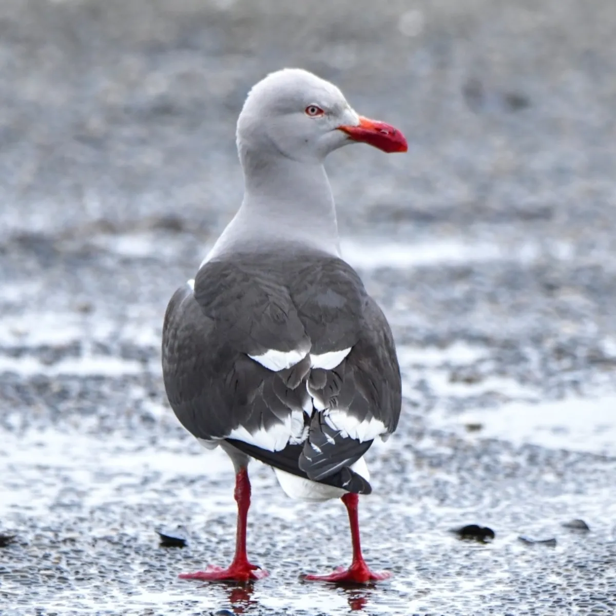 Spotted Dolphin Gull