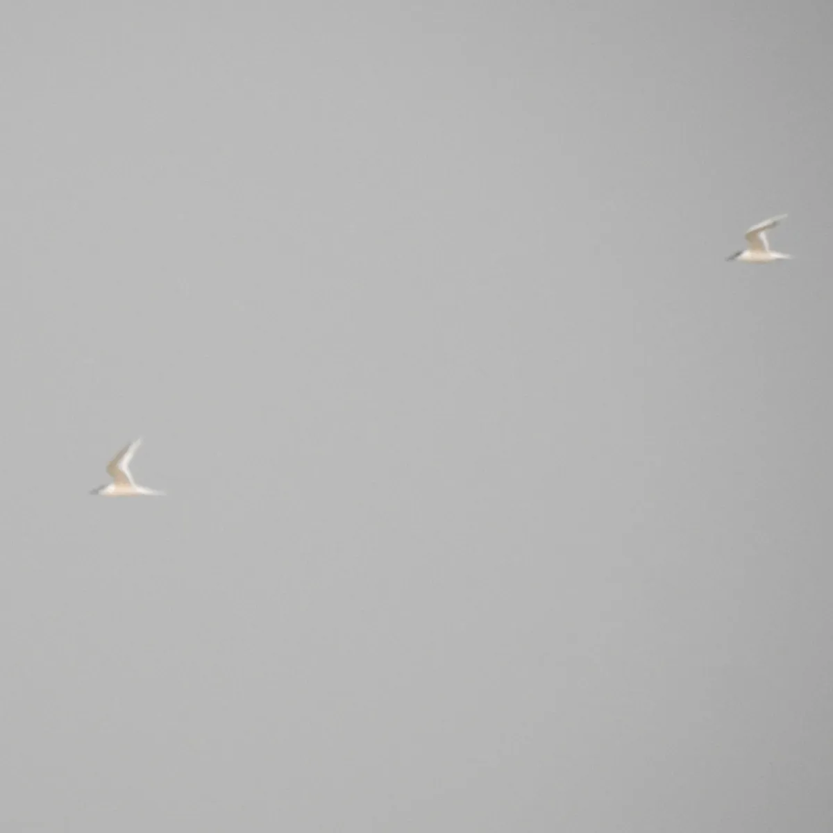 Spotted Sandwich Tern