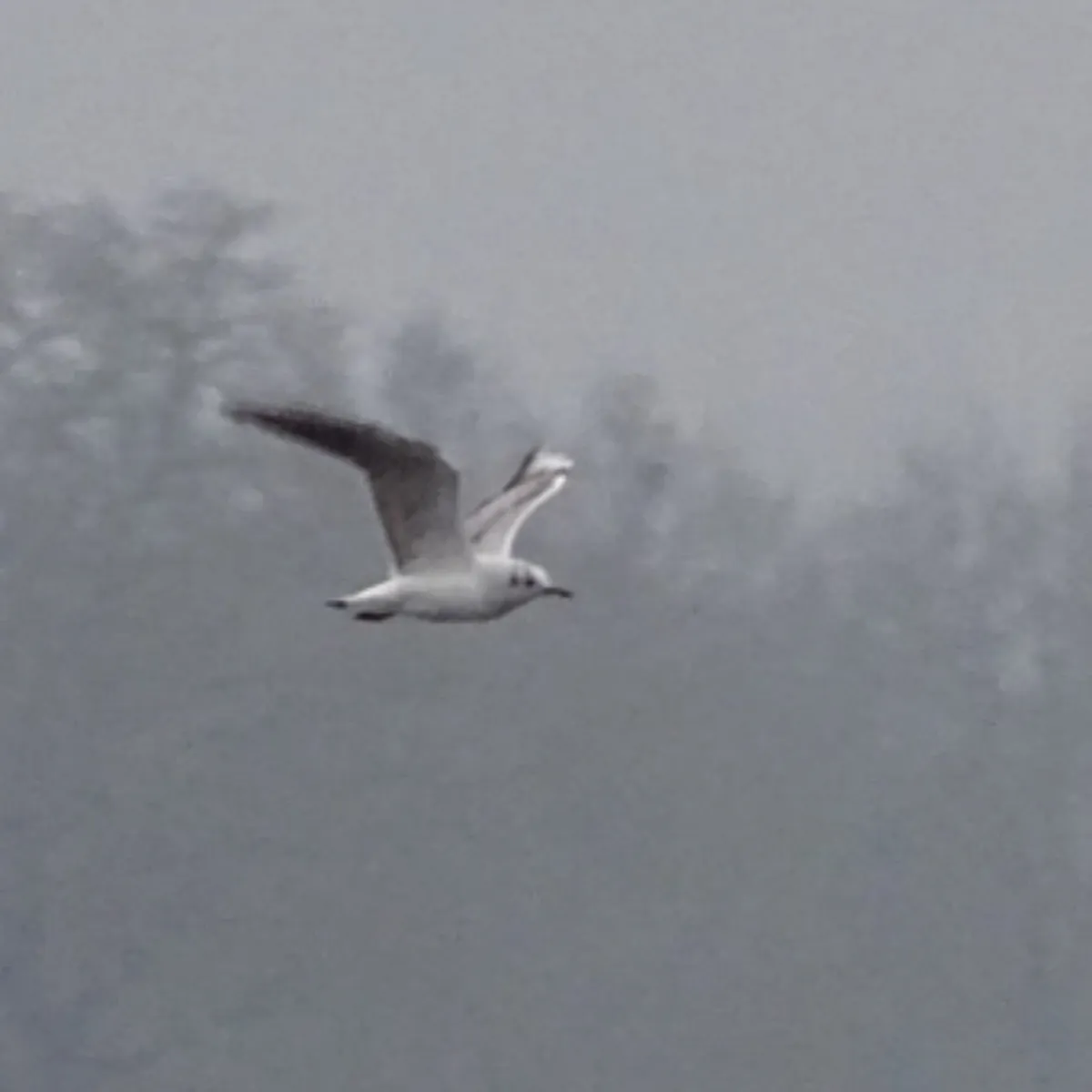 Spotted Black-headed Gull