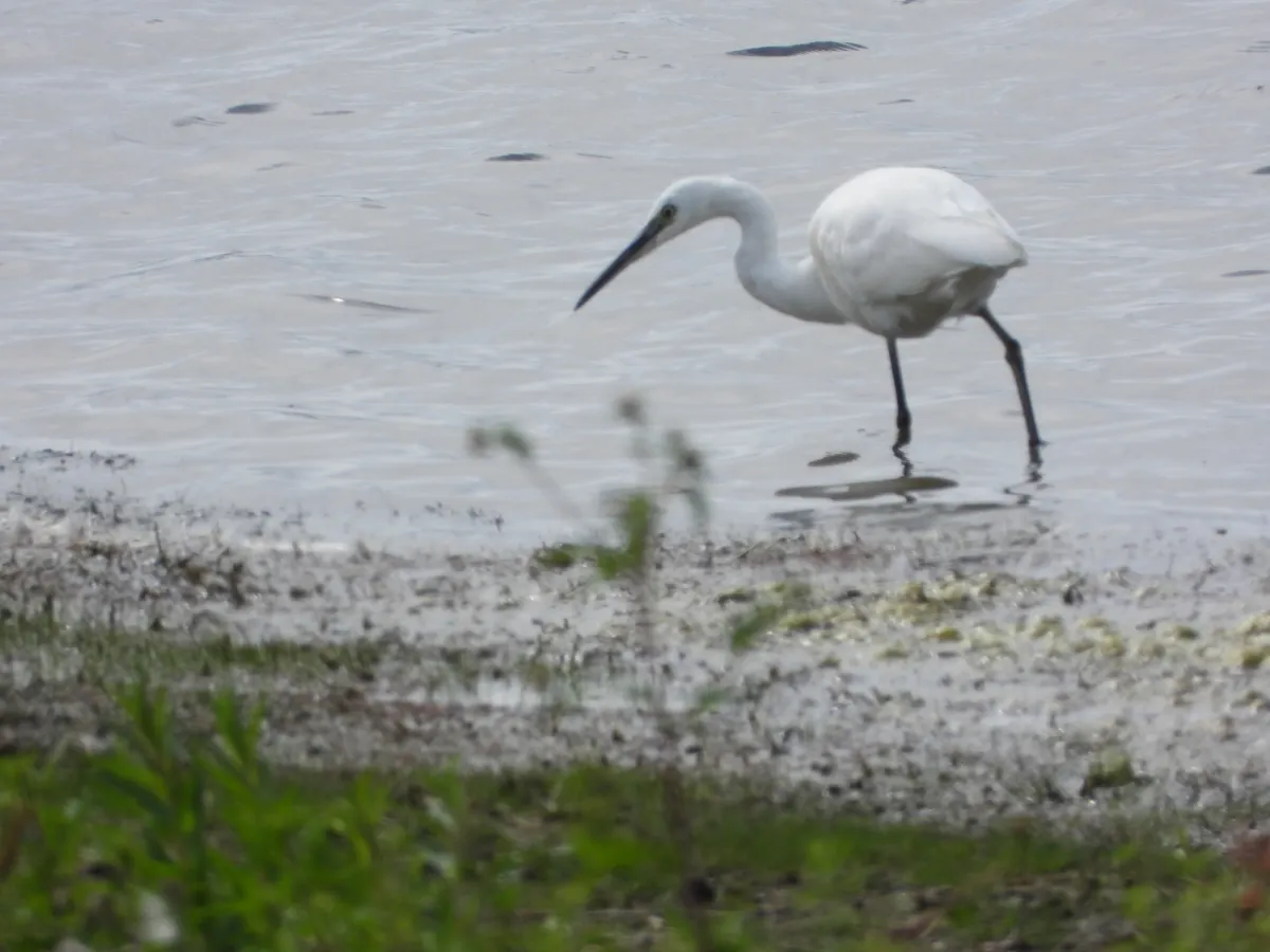 Waargenomen Kleine zilverreiger