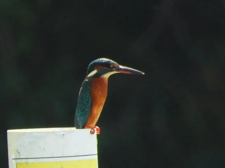Spotted Common Kingfisher