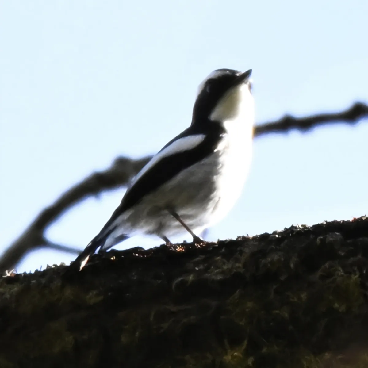 Gespotte Ekstervliegenvanger