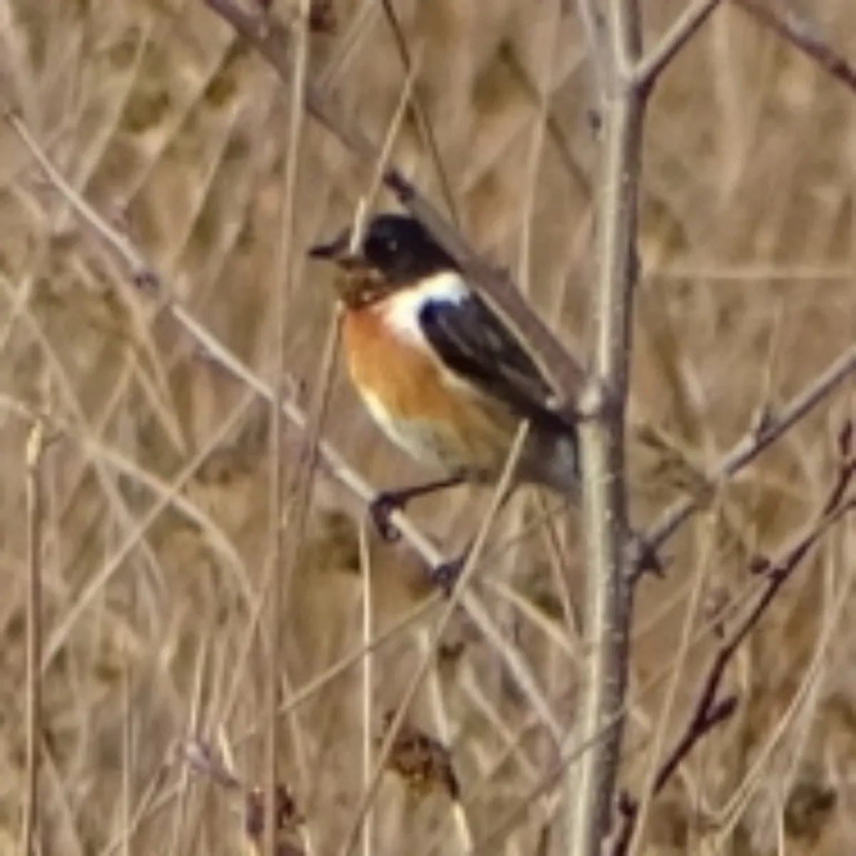 Spotted European Stonechat