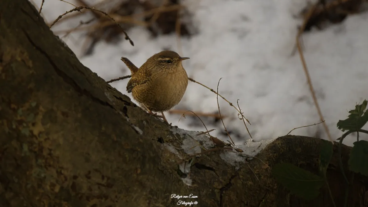 Spotted Eurasian Wren