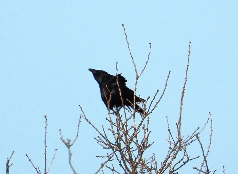 Gespotte Zwarte kraai