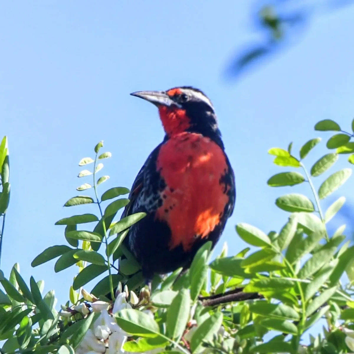 Spotted Long-tailed Meadowlark