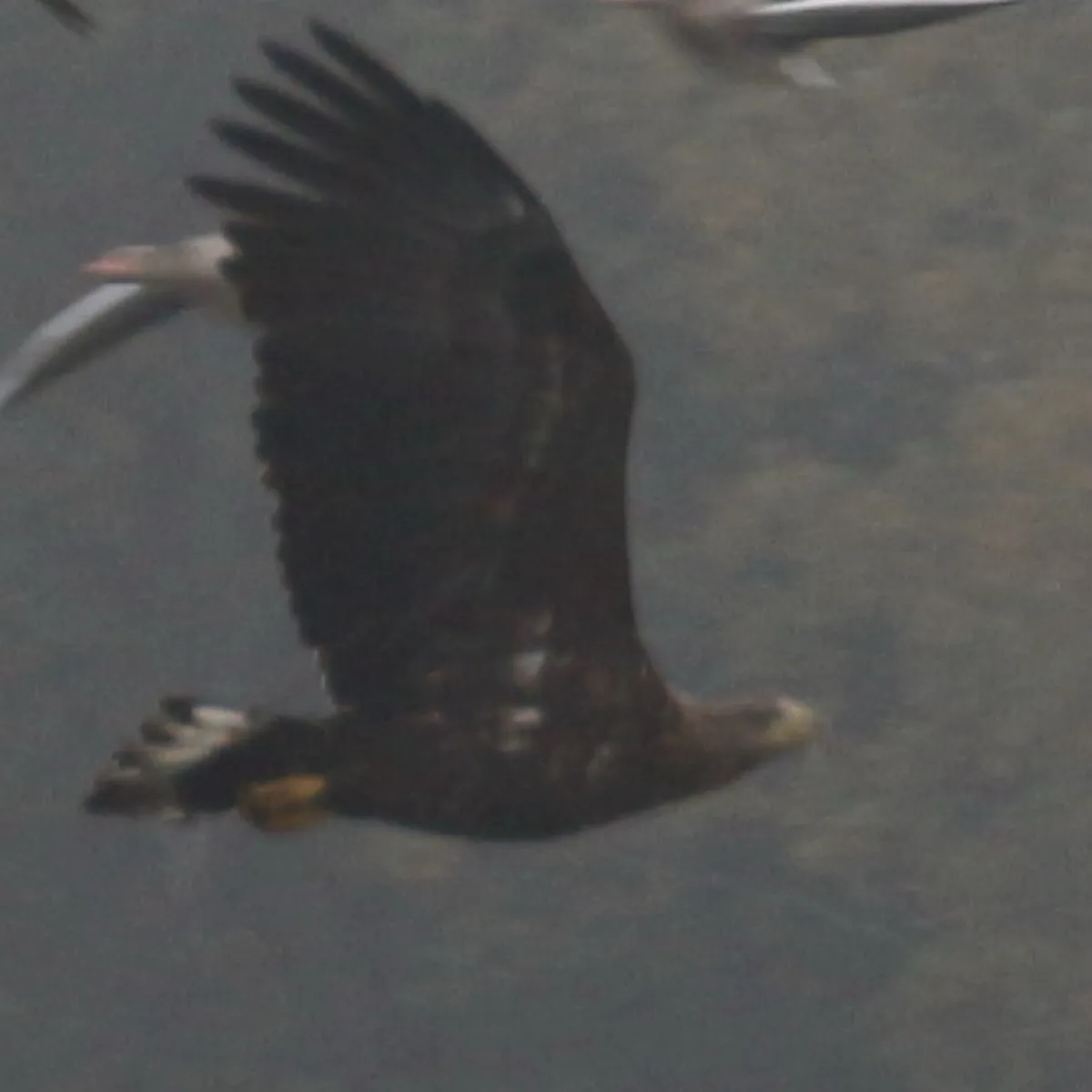 Spotted White-tailed Eagle