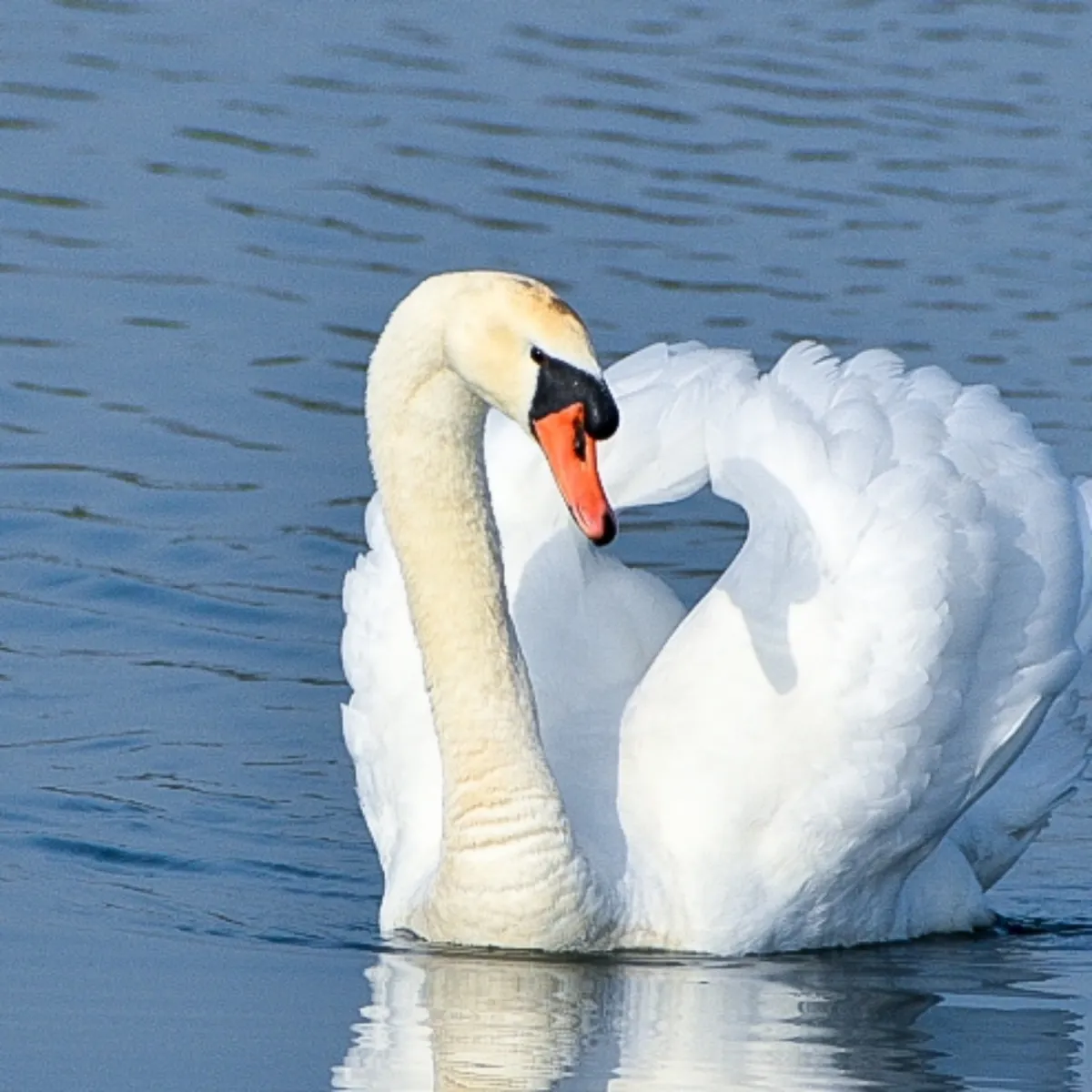 Spotted Mute Swan