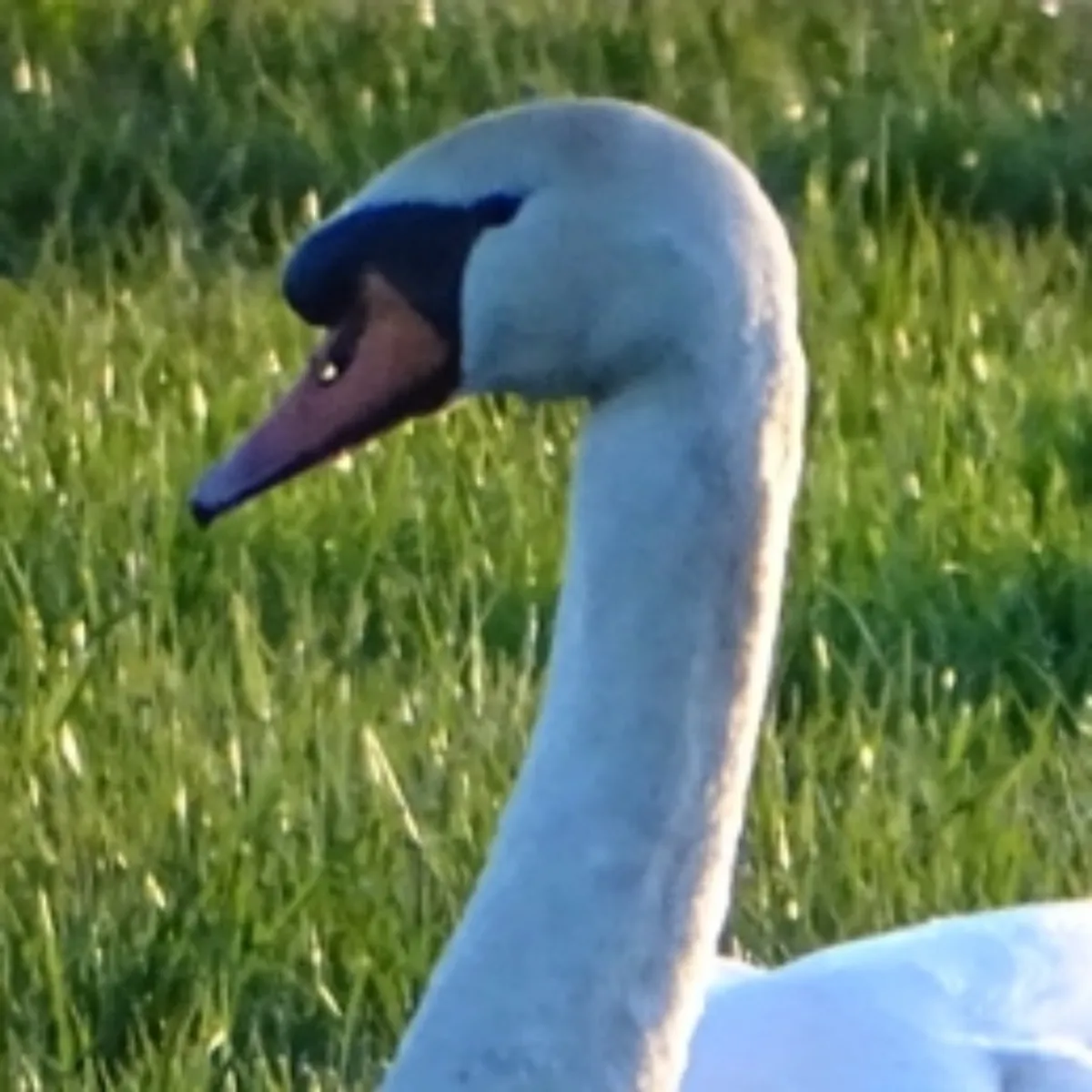 Spotted Mute Swan