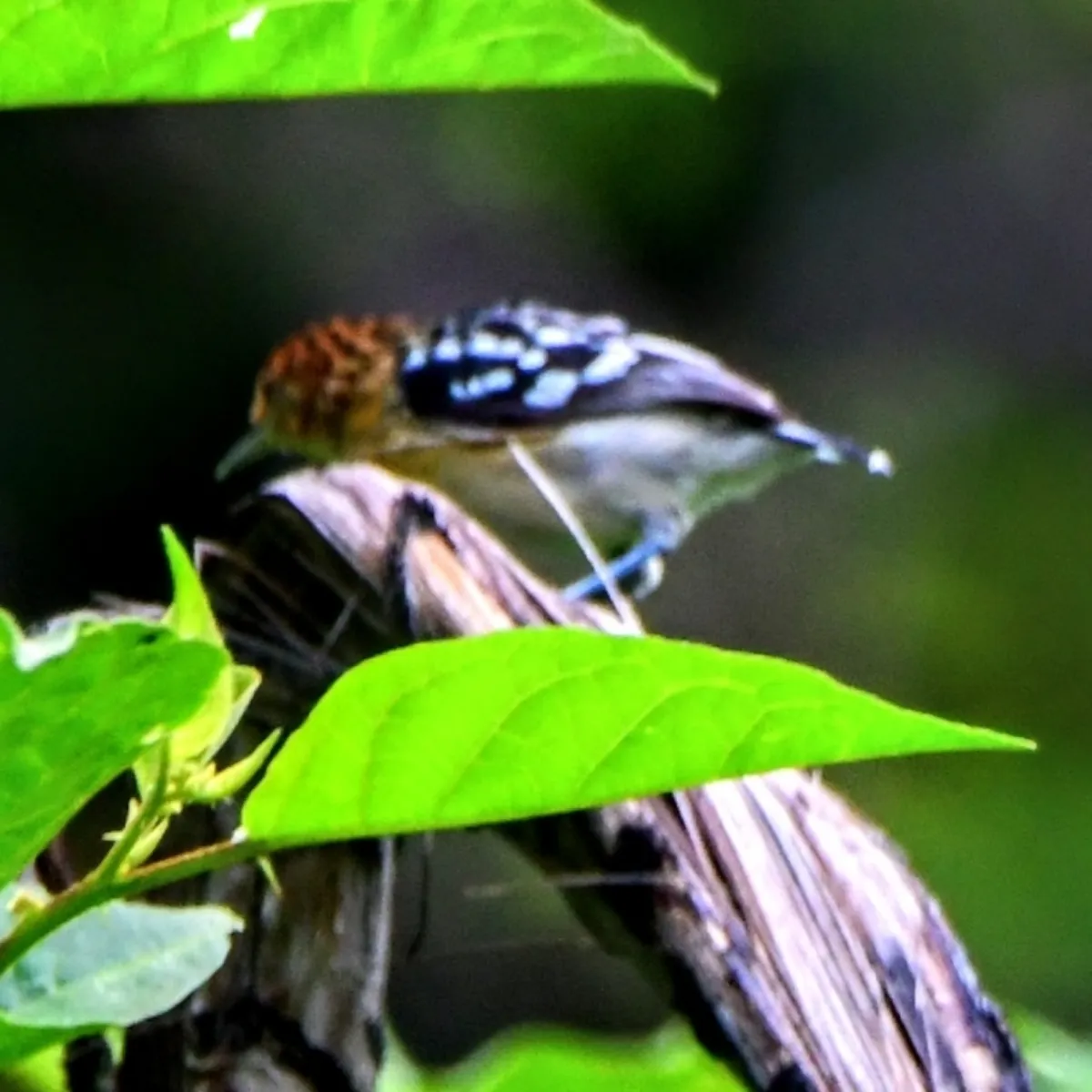 Spotted Guianan Streaked-Antwren