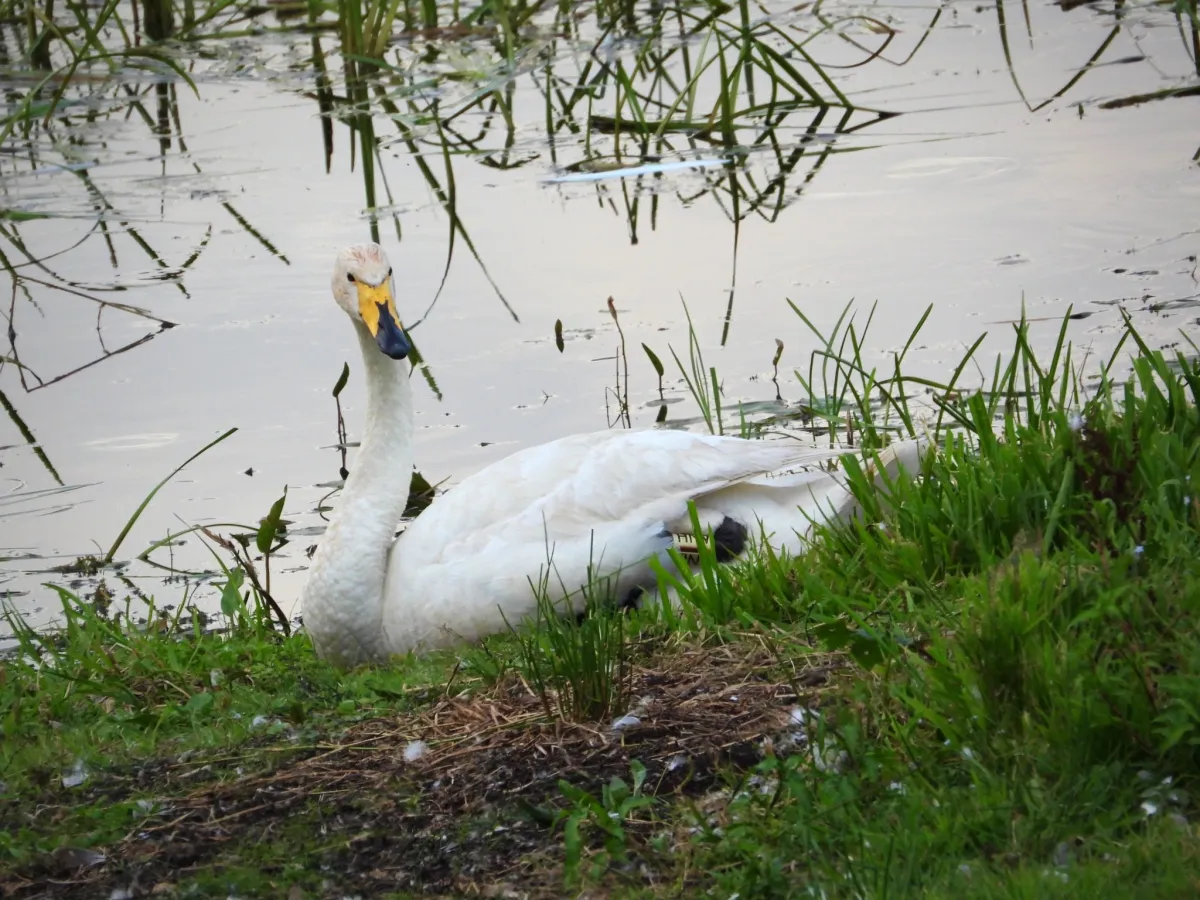 Spotted Whooper Swan
