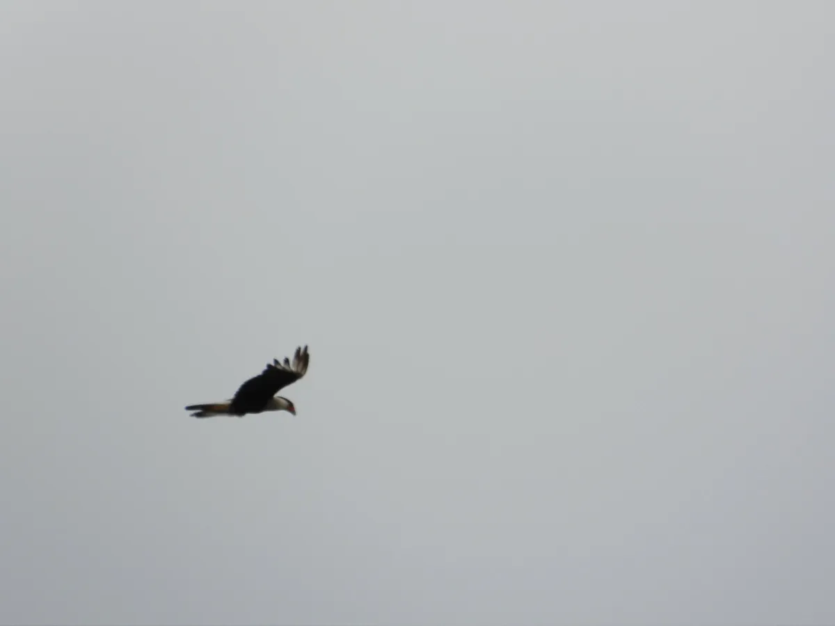 Spotted Crested Caracara