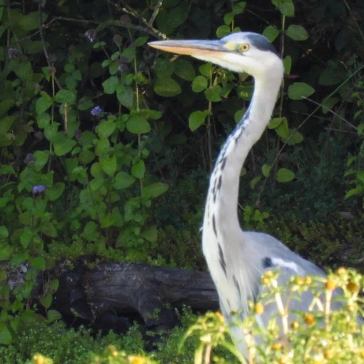 Spotted Gray Heron