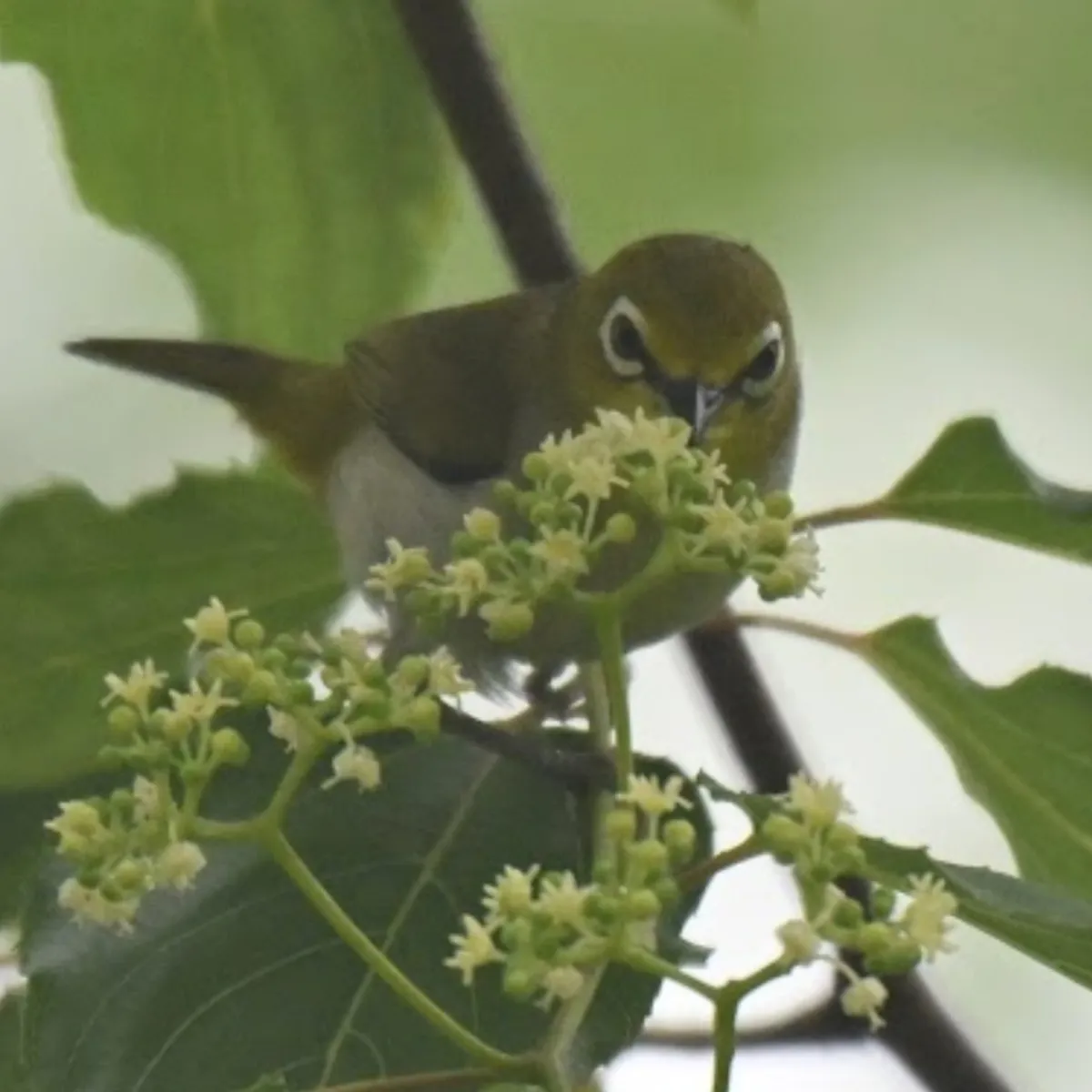 Spotted Swinhoe's White-eye