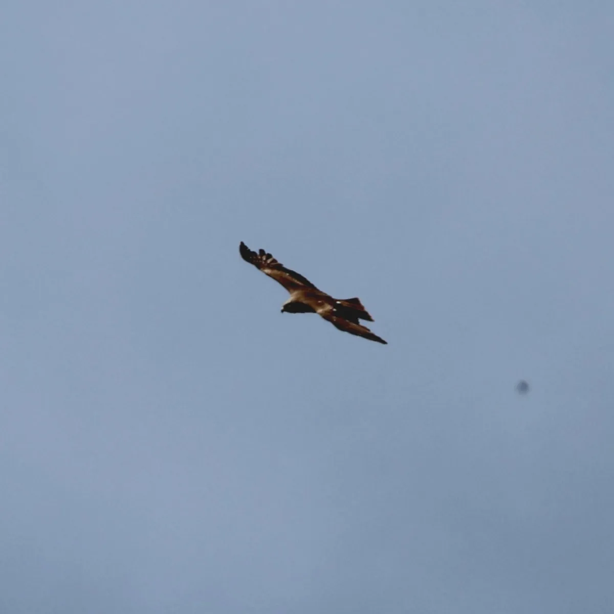 Spotted Black Kite