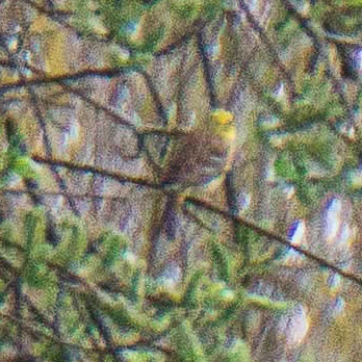 Spotted Yellowhammer