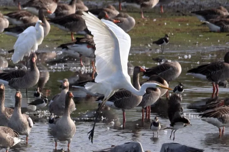 Waargenomen Grote zilverreiger
