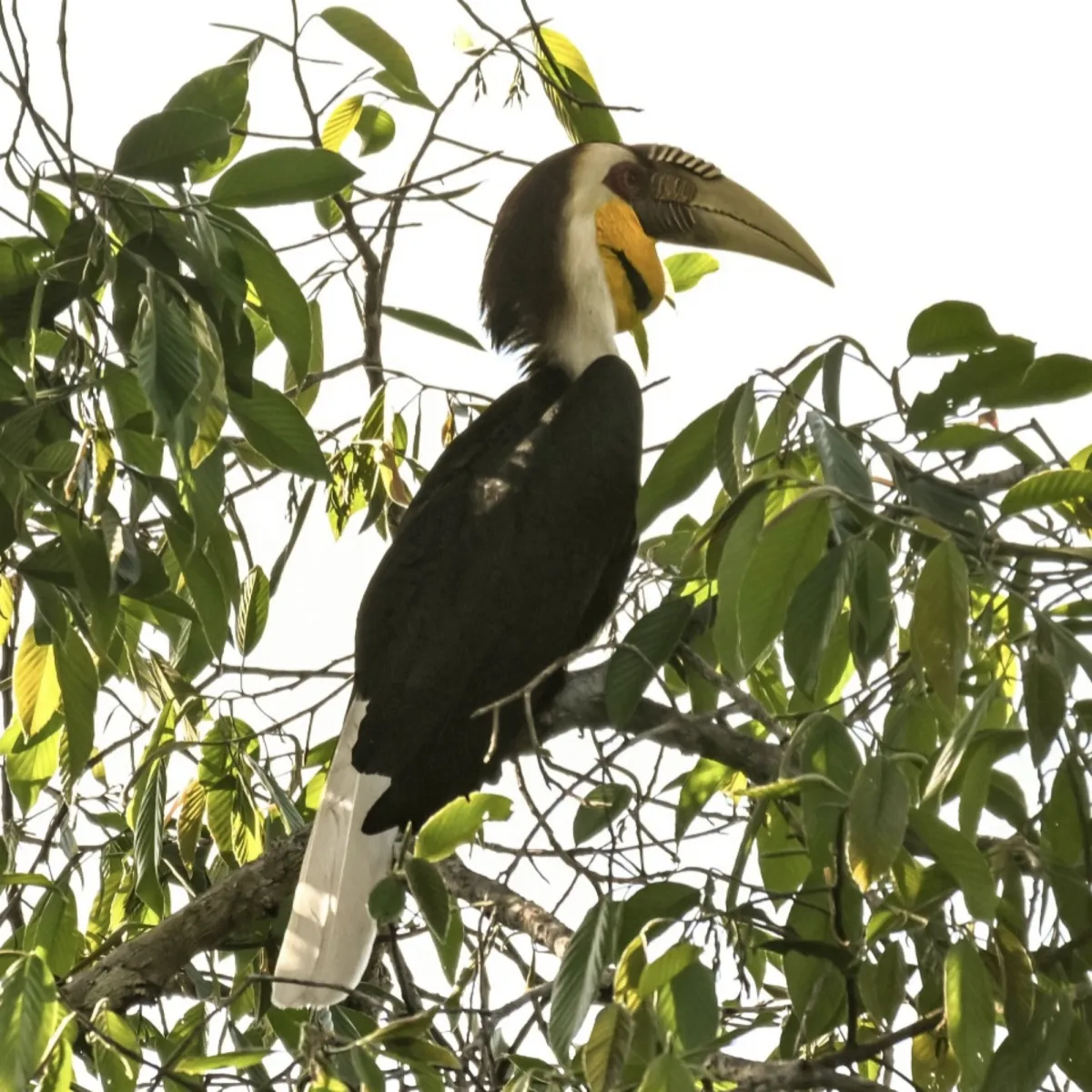 Gespotte Gewone jaarvogel
