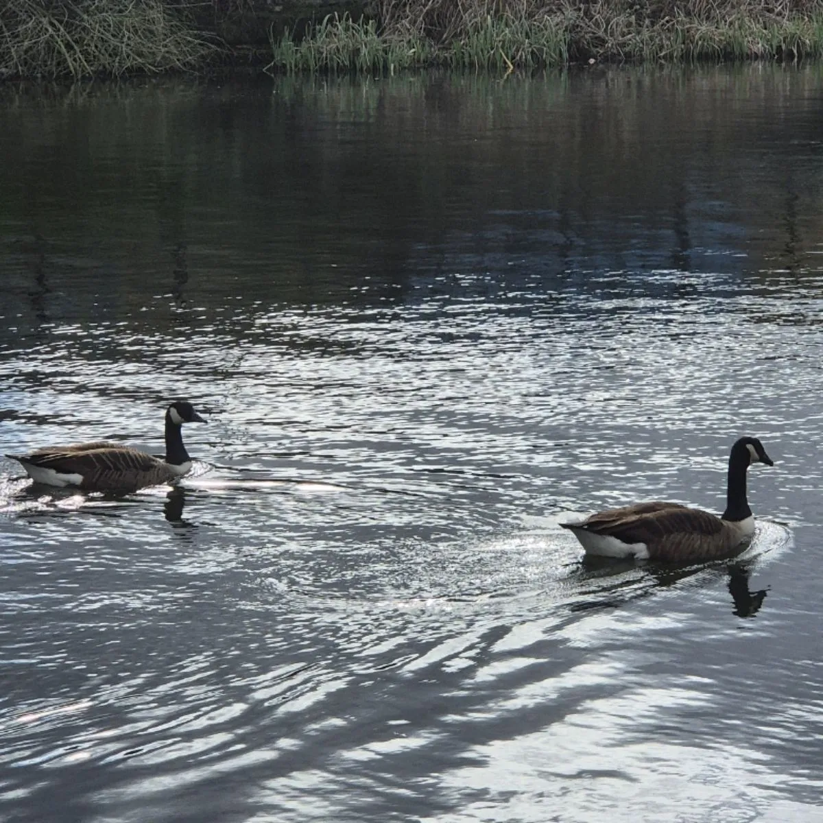 Waargenomen Grote Canadese gans