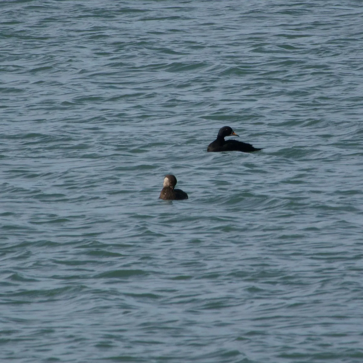 Gespotte Zwarte zee-eend