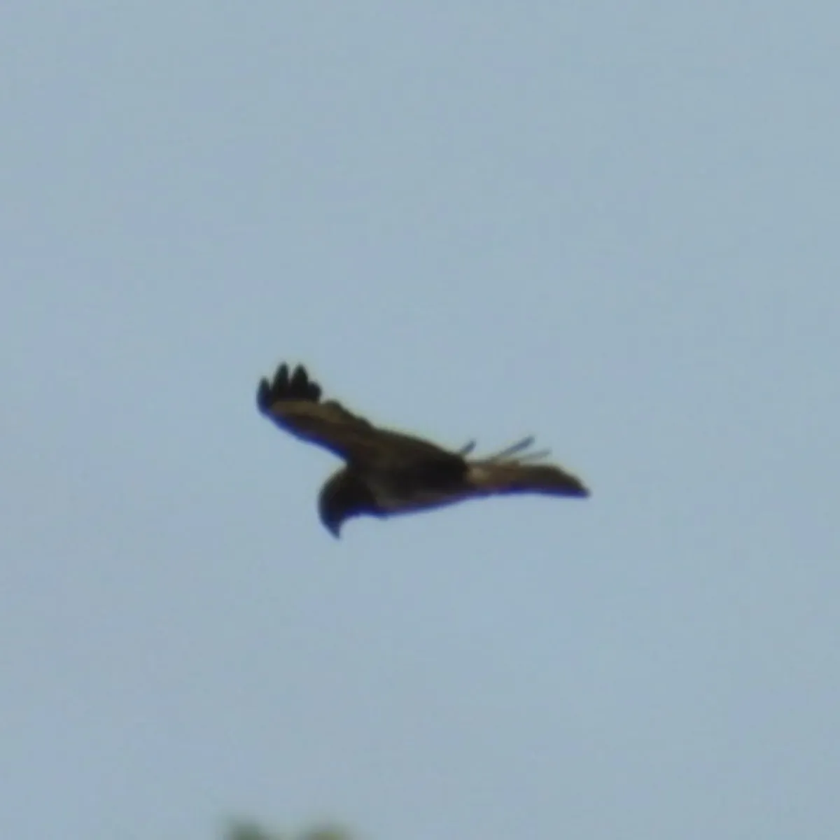 Waargenomen Buizerd