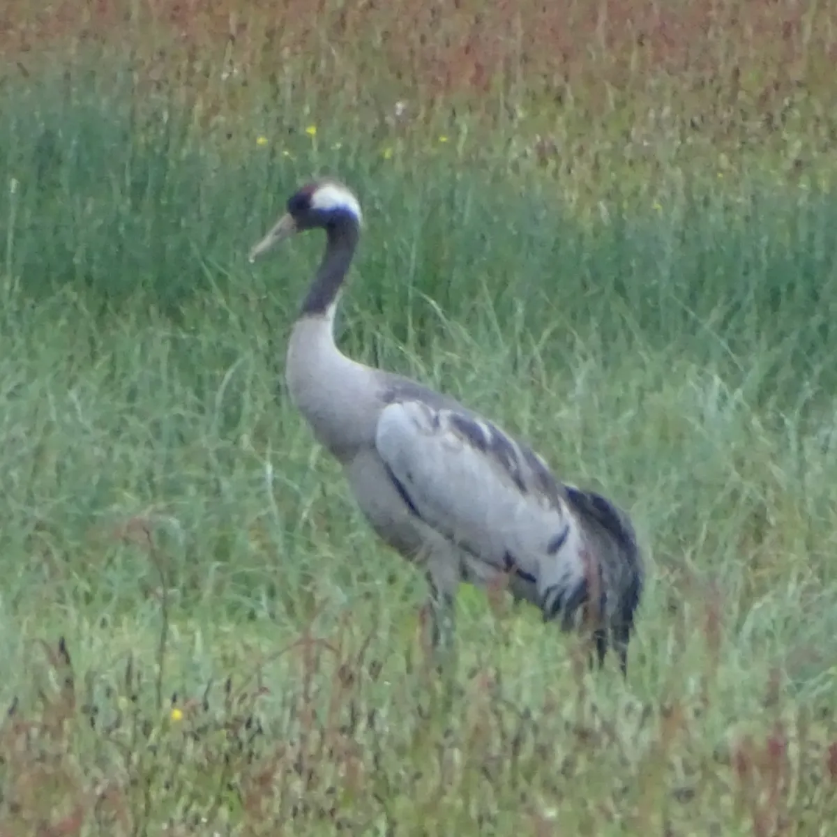 Waargenomen Kraanvogel
