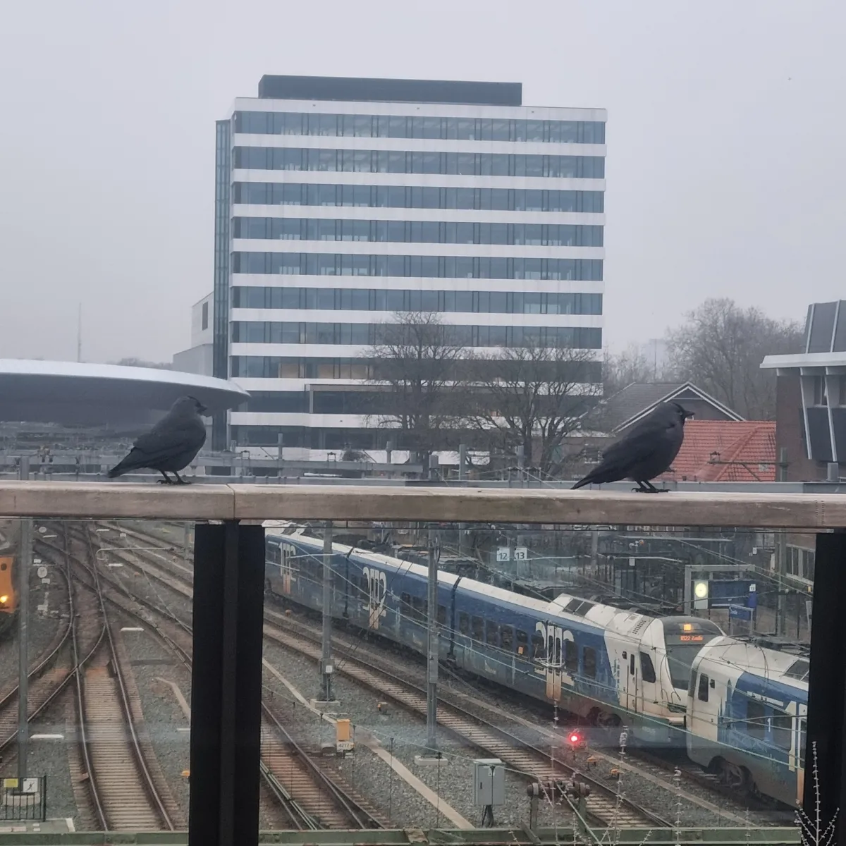 Spotted Eurasian Jackdaw