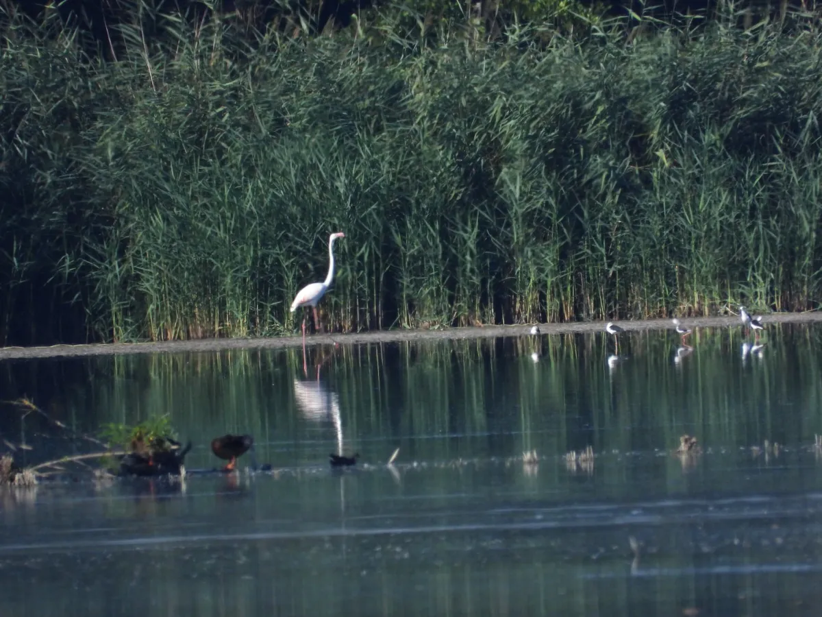 Spotted Greater Flamingo