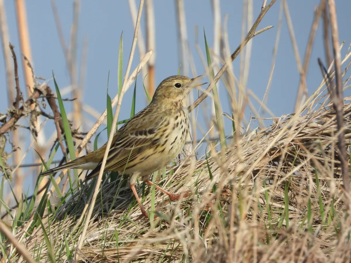 Spotted Meadow Pipit