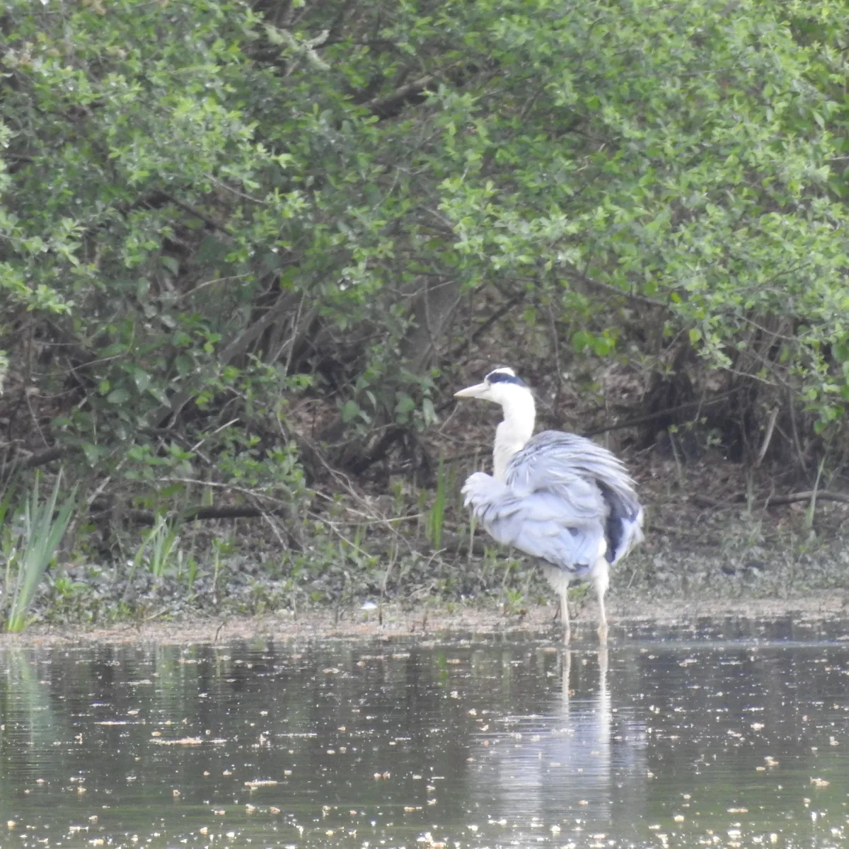 Gespotte Blauwe reiger